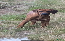 Rhodesian Ridgeback dogs for sale: Luca , 18 month old , wonderful boy - Image 4