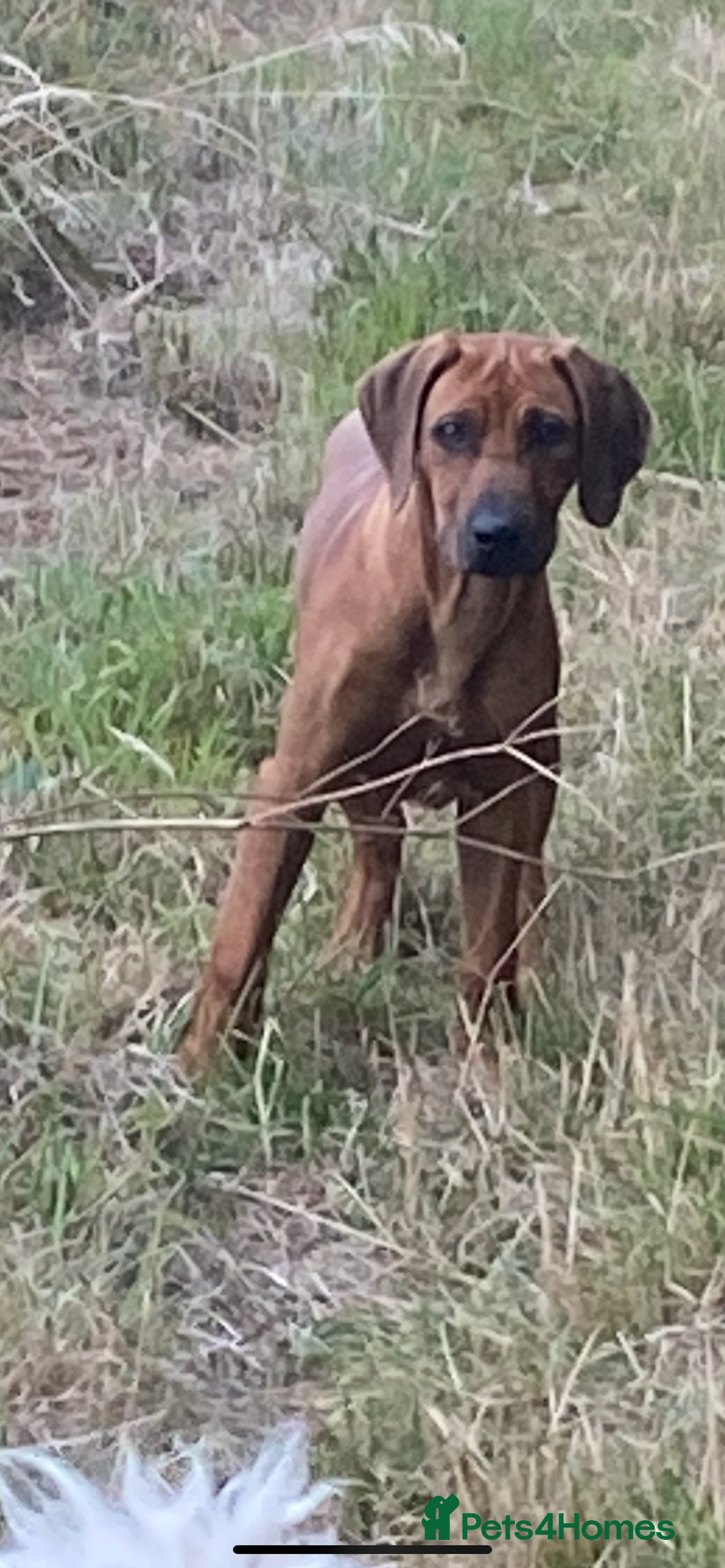Rhodesian Ridgeback dogs for sale: Luca , 18 month old , wonderful boy - Image 4