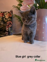 British Shorthair cats - Advert 3