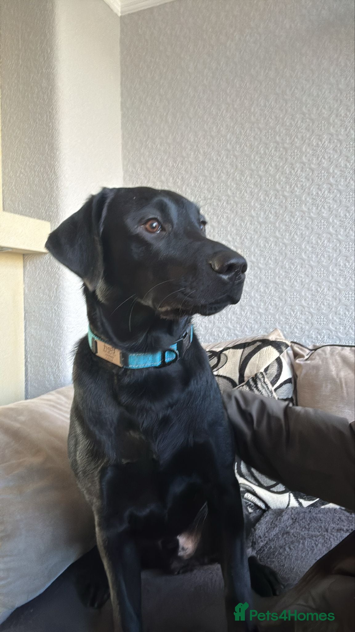 Labrador Retriever dogs Pet for sale  - Advert 1