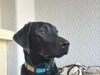 Labrador Retriever dogs Pet for sale - Advert 2