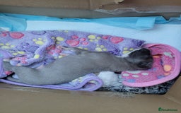 Whippet dogs for sale: Pure breed KC REGISTERED WHIPPET PUPPY - Image 3