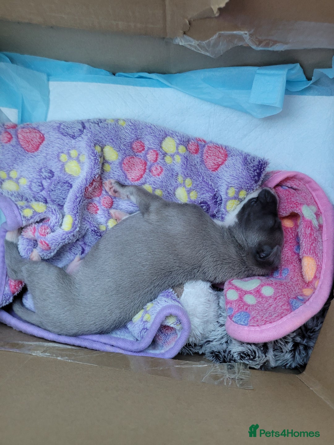 Whippet dogs for sale: Pure breed KC REGISTERED WHIPPET PUPPY - Image 3