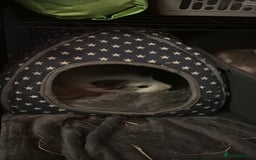 Guinea Pig rodents for sale: 2 male guinea pigs - Image 2