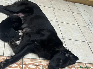 Mixed Breed dogs German Shepherd x Labrador puppies - Advert 1