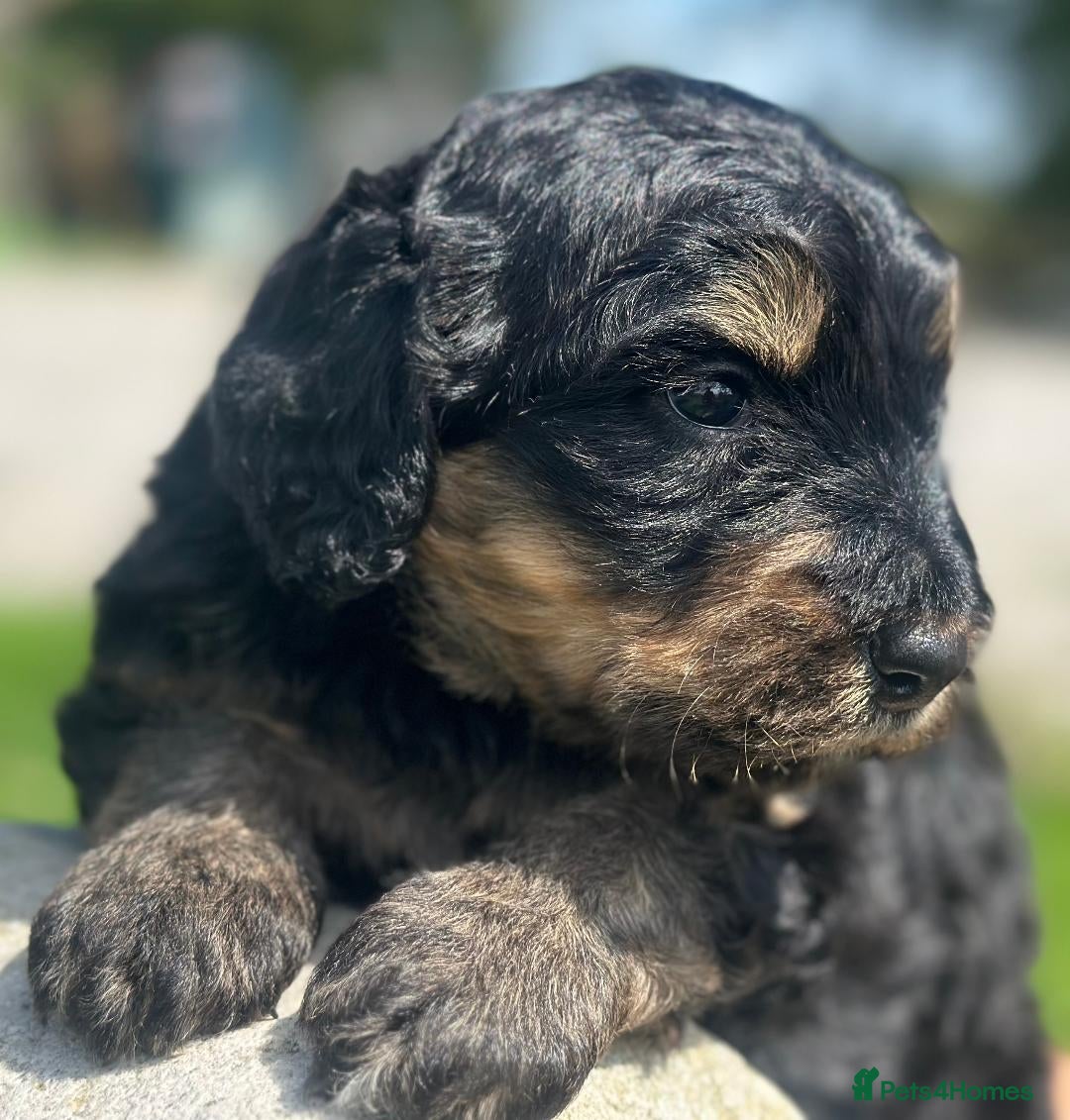 Bernedoodle dogs for sale: F1B STANDARD  BERNADOODLE LAST FEW - Image 12
