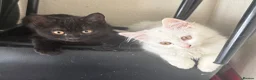 Mixed Breed cats for sale: Beautiful, energetic kittens  in Milton Keynes - Advert 1
