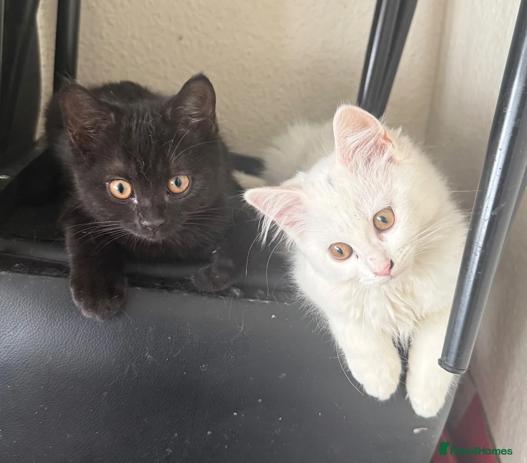 Mixed Breed cats for sale: Beautiful, energetic kittens  in Milton Keynes - Advert 1