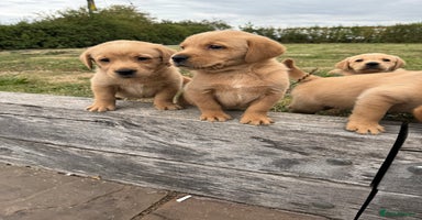 Goldador dogs - Advert 2