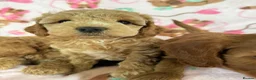 Cockapoo dogs for sale: Beautiful cockapoo puppies  - Advert 6