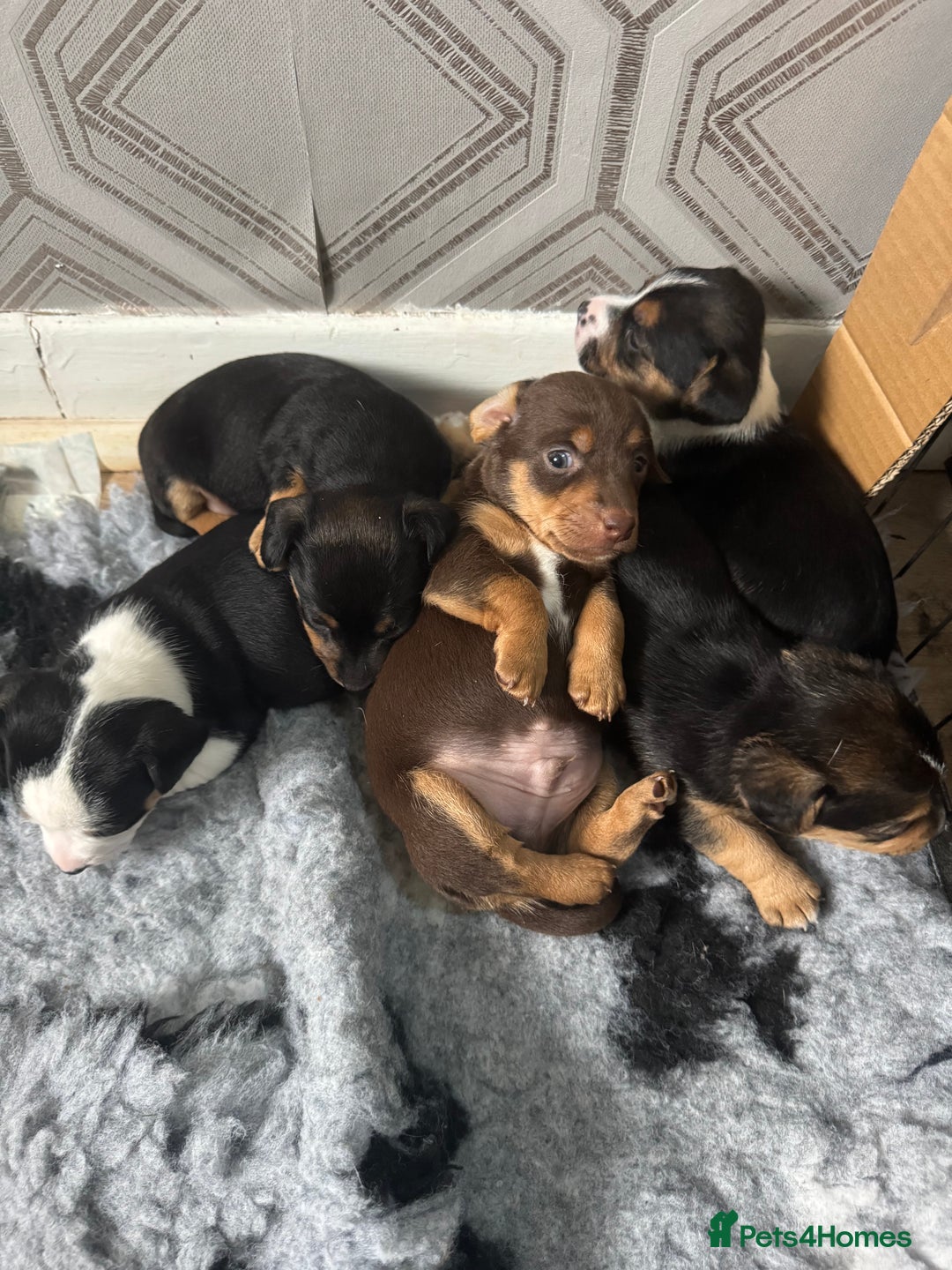 Jack Russell dogs for sale: Jack Russell pups non KC  - Image 2