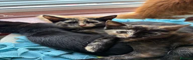 Mixed Breed 3