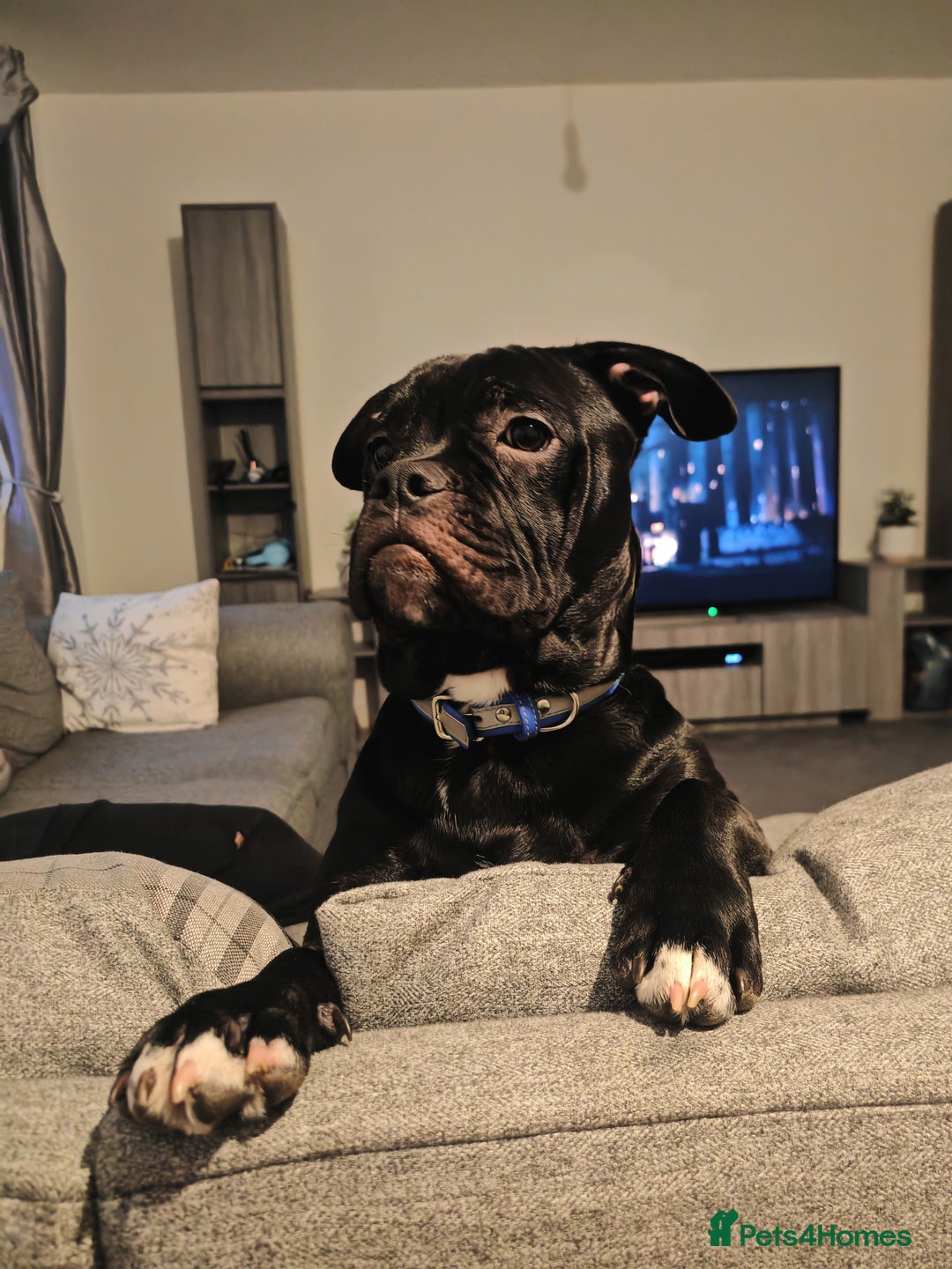 Mixed Breed dogs for sale: Mickey 🐕 - Advert 1