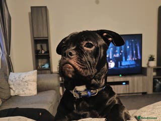 Mixed Breed dogs Mickey 🐕 - Advert 17