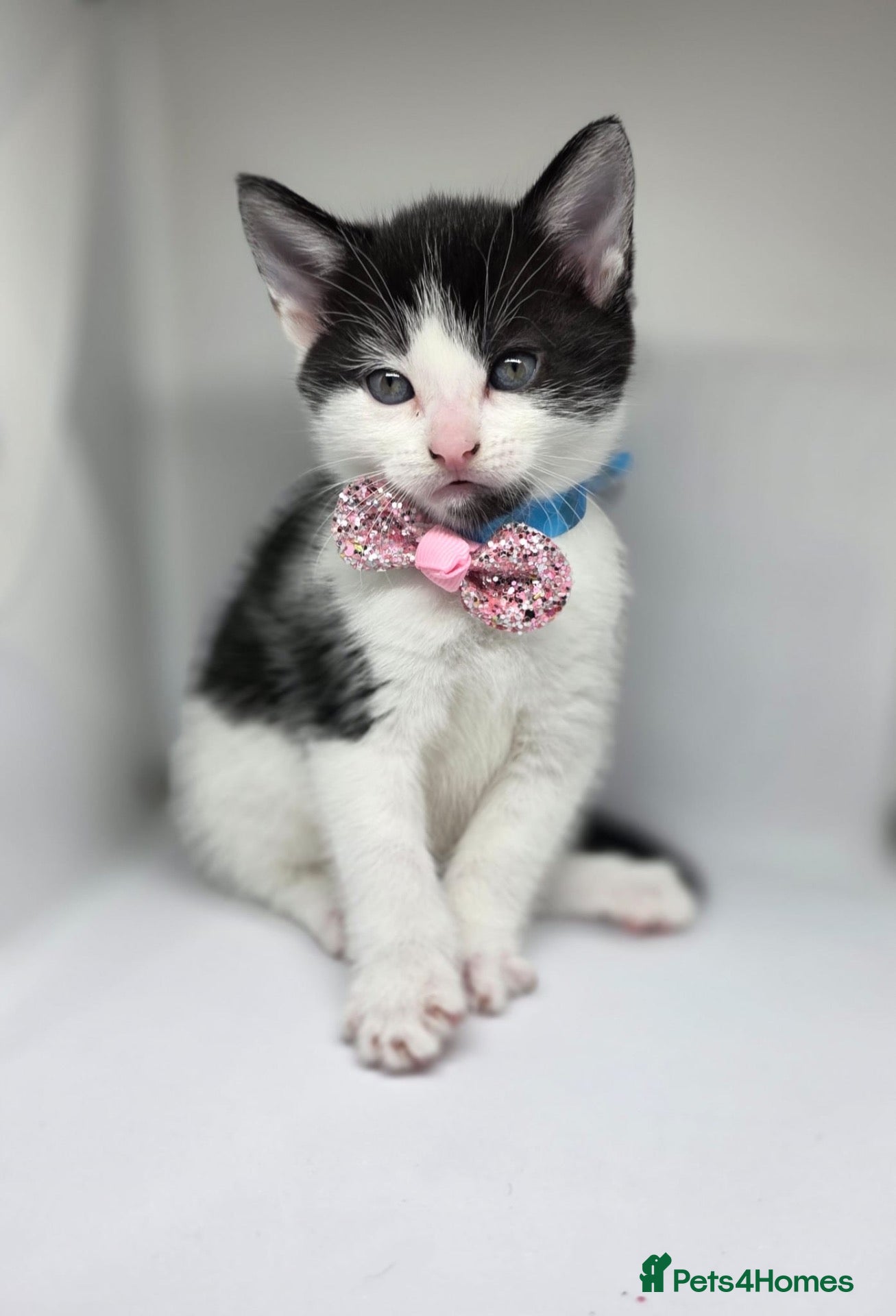 Mixed Breed cats 🐾 Beautiful Kittens Looking for Loving home 🐾 - Advert 3