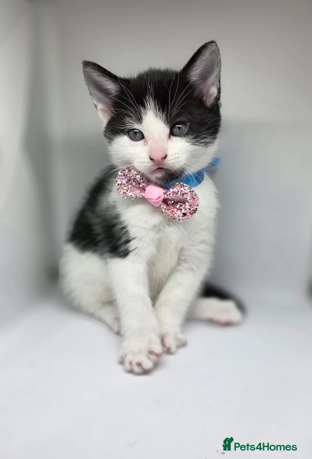 Mixed Breed cats for sale: 🐾 Beautiful Kittens Looking for Loving home 🐾 in Manchester - Advert 1