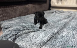 Staffordshire Bull Terrier dogs for sale: Staffys Puppies   25+ Champions ( Show Quality ) - Advert 31