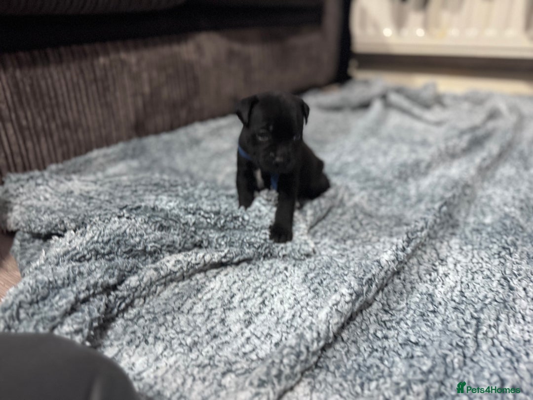 Staffordshire Bull Terrier dogs for sale: Staffys Puppies   25+ Champions ( Show Quality ) - Advert 31