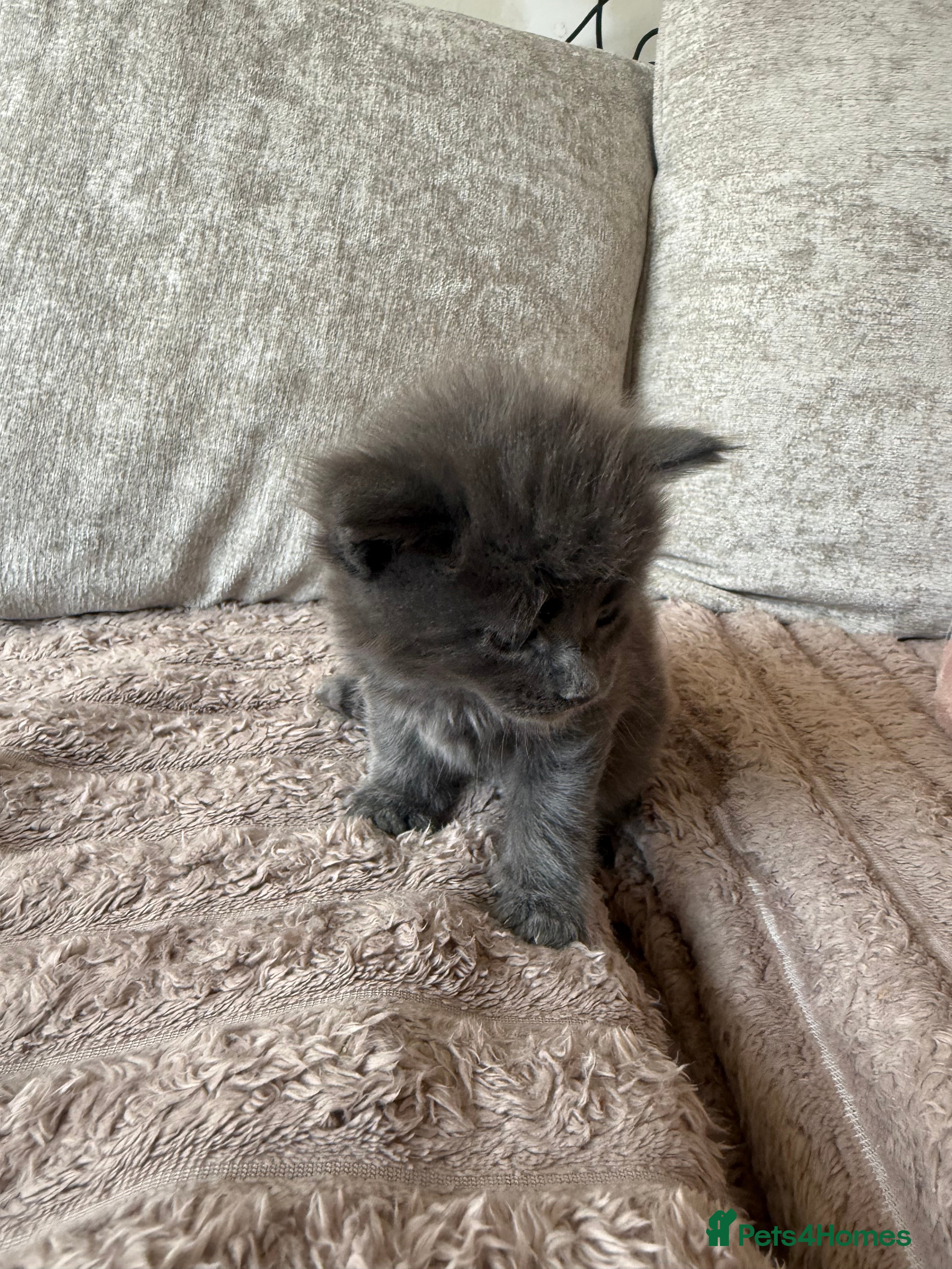 Maine Coon cats for sale: Stunning XL Maine Coon Kittens - Advert 17