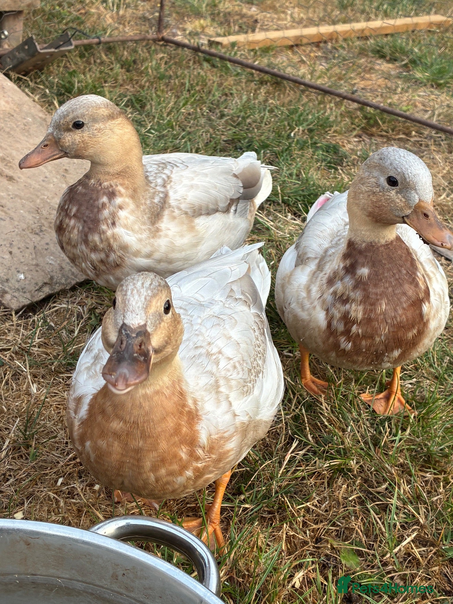 Ducks poultry Apricot Call Ducks - Advert 2