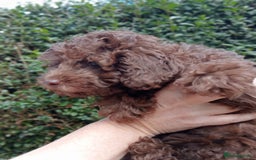 Toy Poodle dogs for sale:  🐩 Tiny Chocolate Toy Poodle – Ready in 2 Weeks! - Image 8