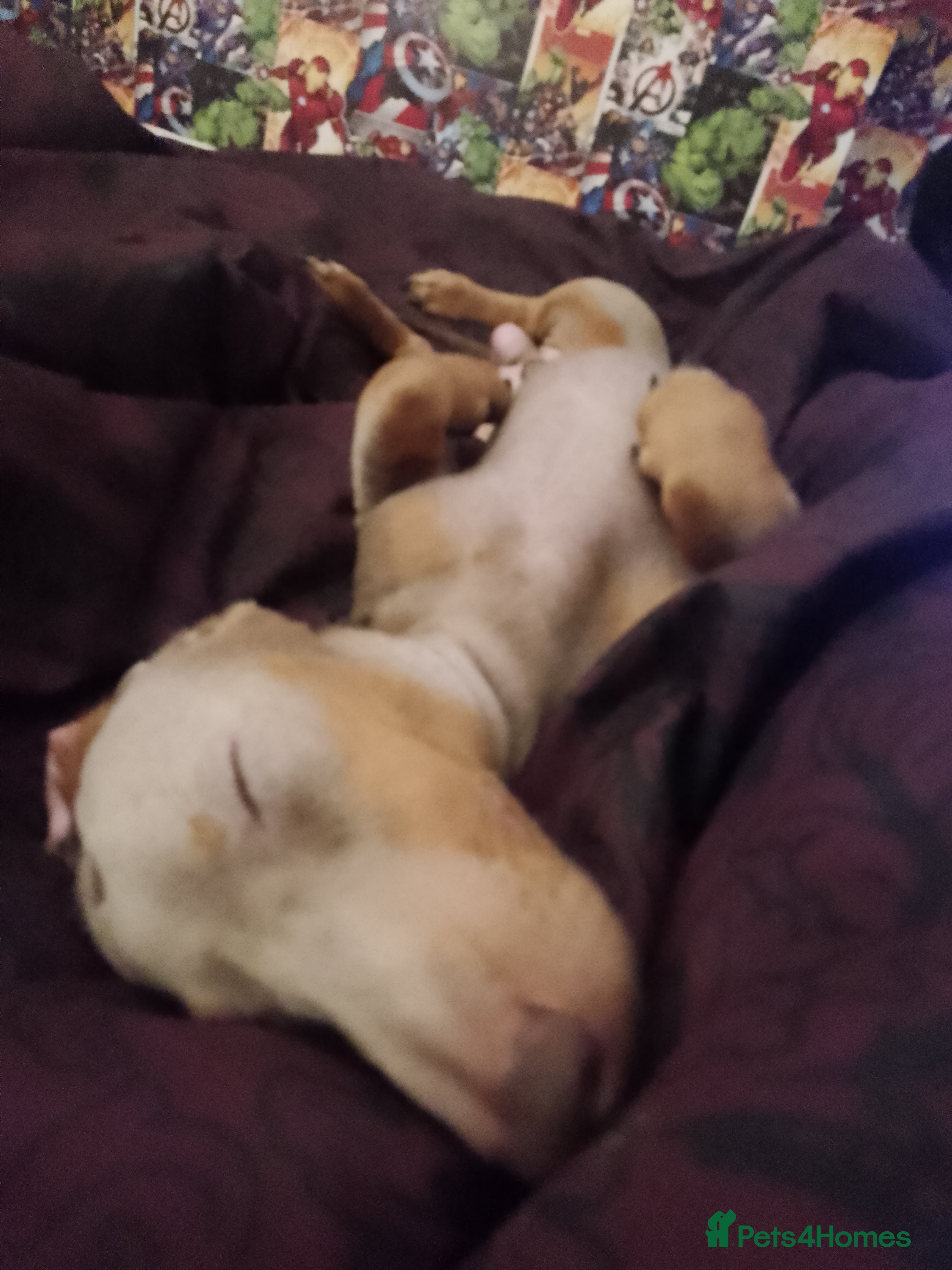 Miniature Dachshund dogs Miniature dachshund - Advert 3