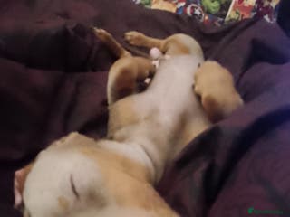 Miniature Dachshund dogs Miniature dachshund - Advert 3