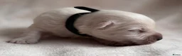 West Highland Terrier dogs for sale: West highland Terrier puppies for sale - Advert 20