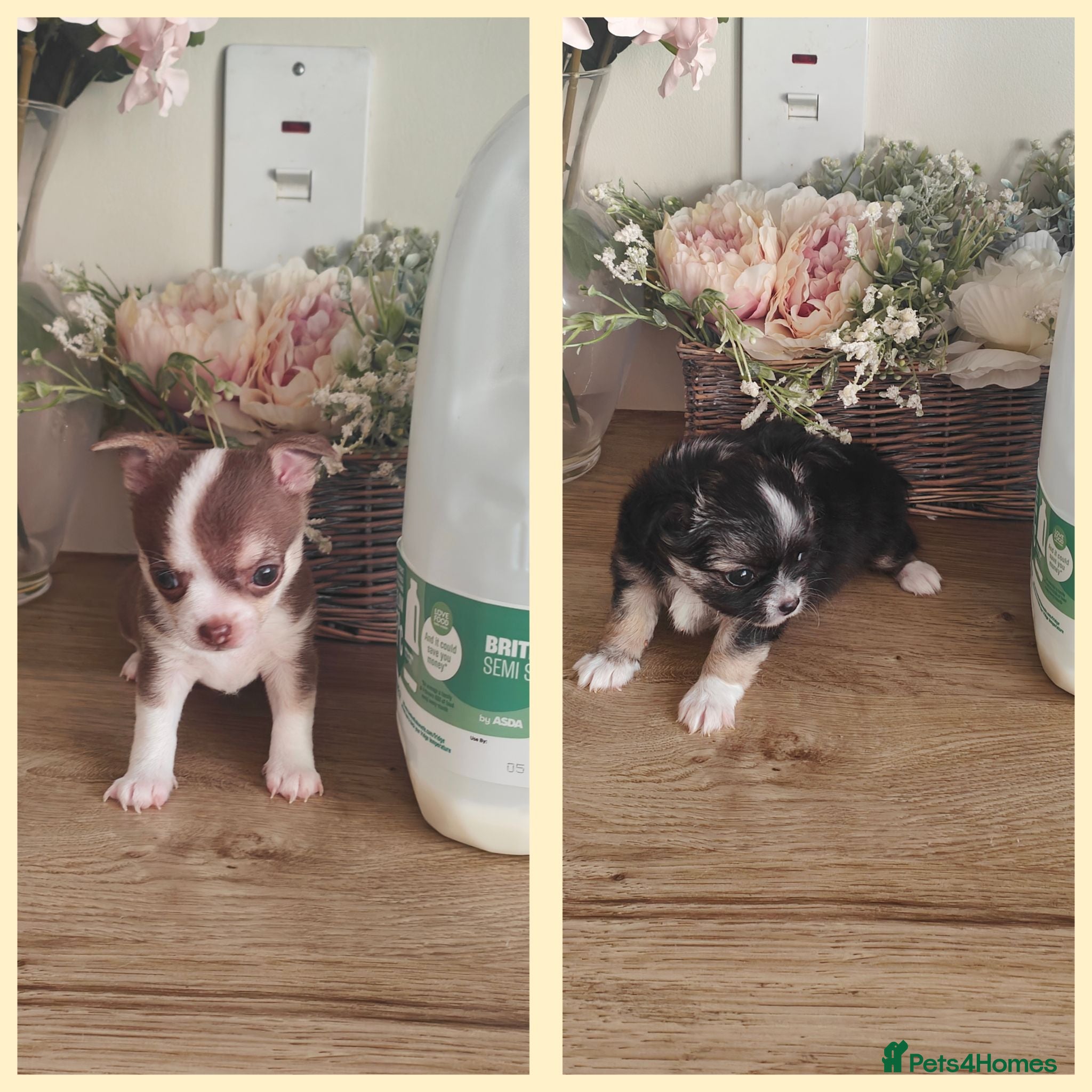 Chihuahua dogs 🌻Cute purebred chihuahua puppies🌻 - Advert 4