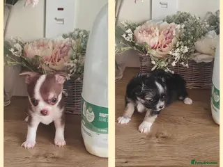Chihuahua dogs 🌻Cute purebred chihuahua puppies🌻 - Advert 4