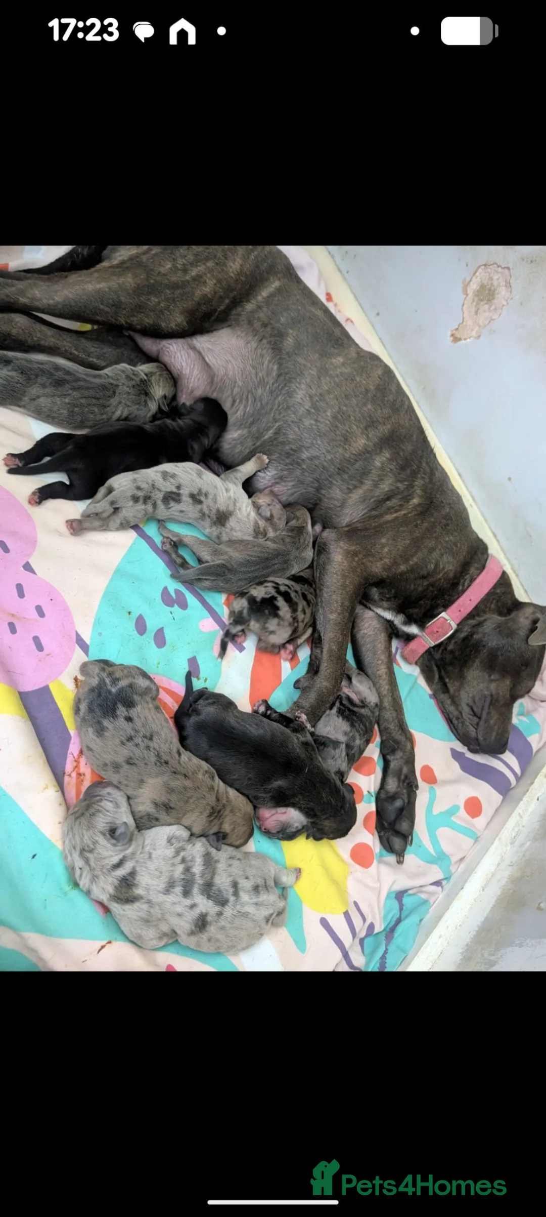 Mixed Breed dogs for sale: Alapaha blue blood bulldog cross staffy puppies  - Advert 2
