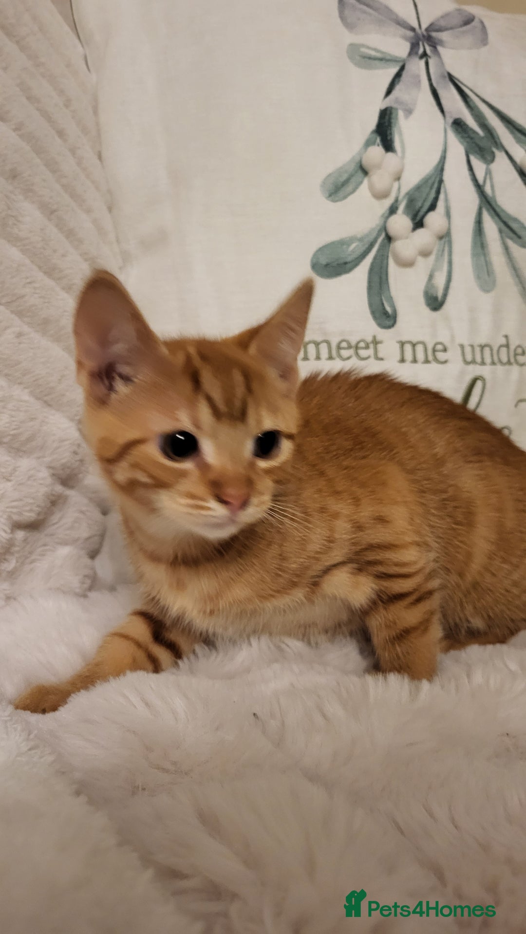 Mixed Breed cats for sale: Kittens READY NOW - Advert 22