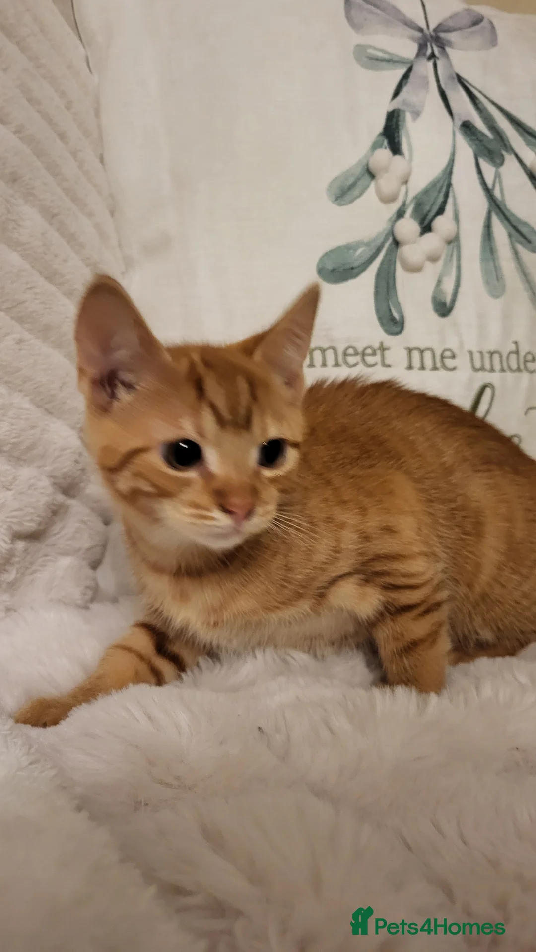 Mixed Breed cats for sale: Kittens READY NOW - Advert 22