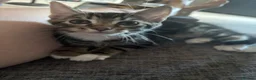 Mixed Breed cats for sale: 2 male kittens in Sheffield - Advert 4