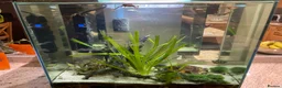 Other/Mixed Breed fish for sale: Tropical freshwater fish tank with fish - Advert 2