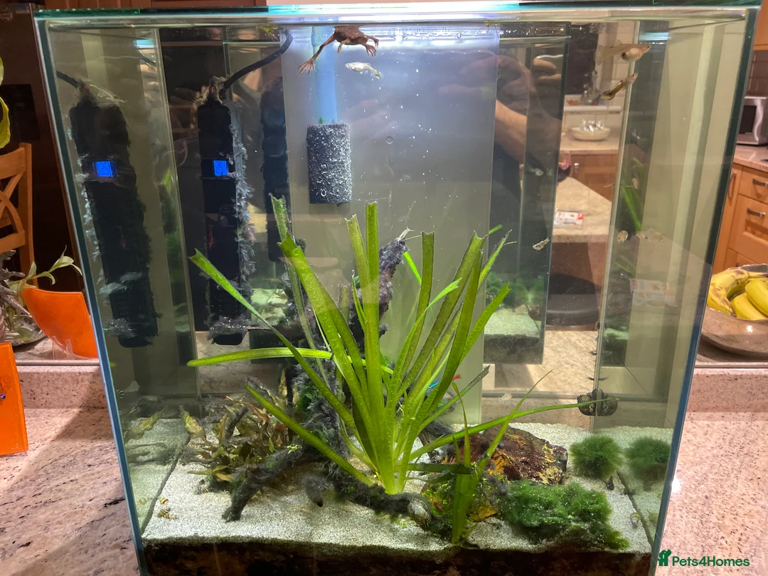 Other/Mixed Breed fish for sale: Tropical freshwater fish tank with fish - Advert 2