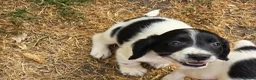 English Springer Spaniel dogs for sale: springer spaniel litter. 2 AVAILABLE  - Advert 7