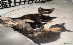 Mixed Breed cats for sale: Kittens ready now  - Image 4