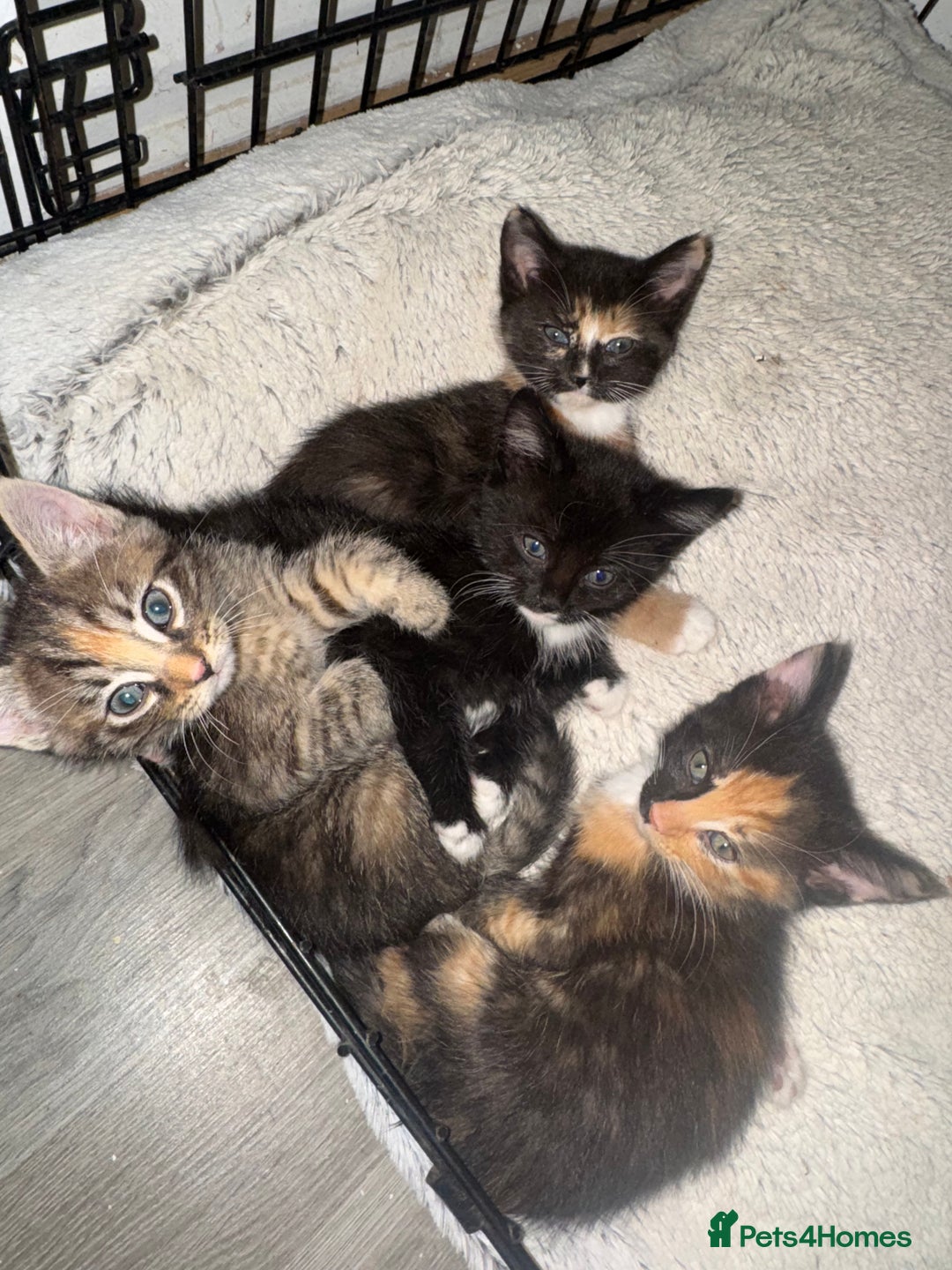 Mixed Breed cats for sale: Kittens ready now  - Image 4