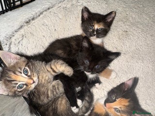 Mixed Breed cats - Advert 18