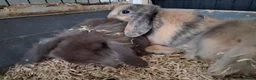 Mini Lion Lop rabbits for sale: Mini lop x lion heads - Advert 3