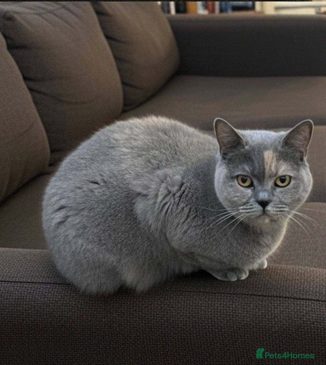 British Shorthair cats for sale: Free BSH Blue Cream Tortie – Urgent New Home! 🚨 - Advert 2