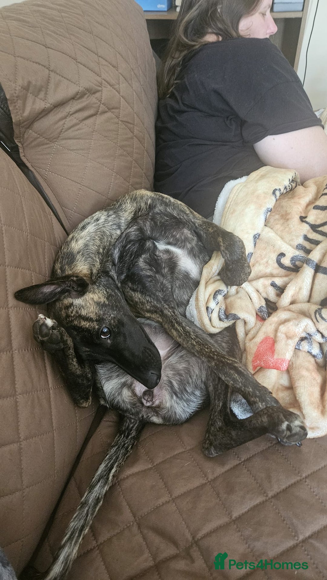 Mixed Breed dogs for sale: Whippet x lakeland terrier - Image 2