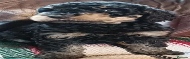 Labradoodle 2