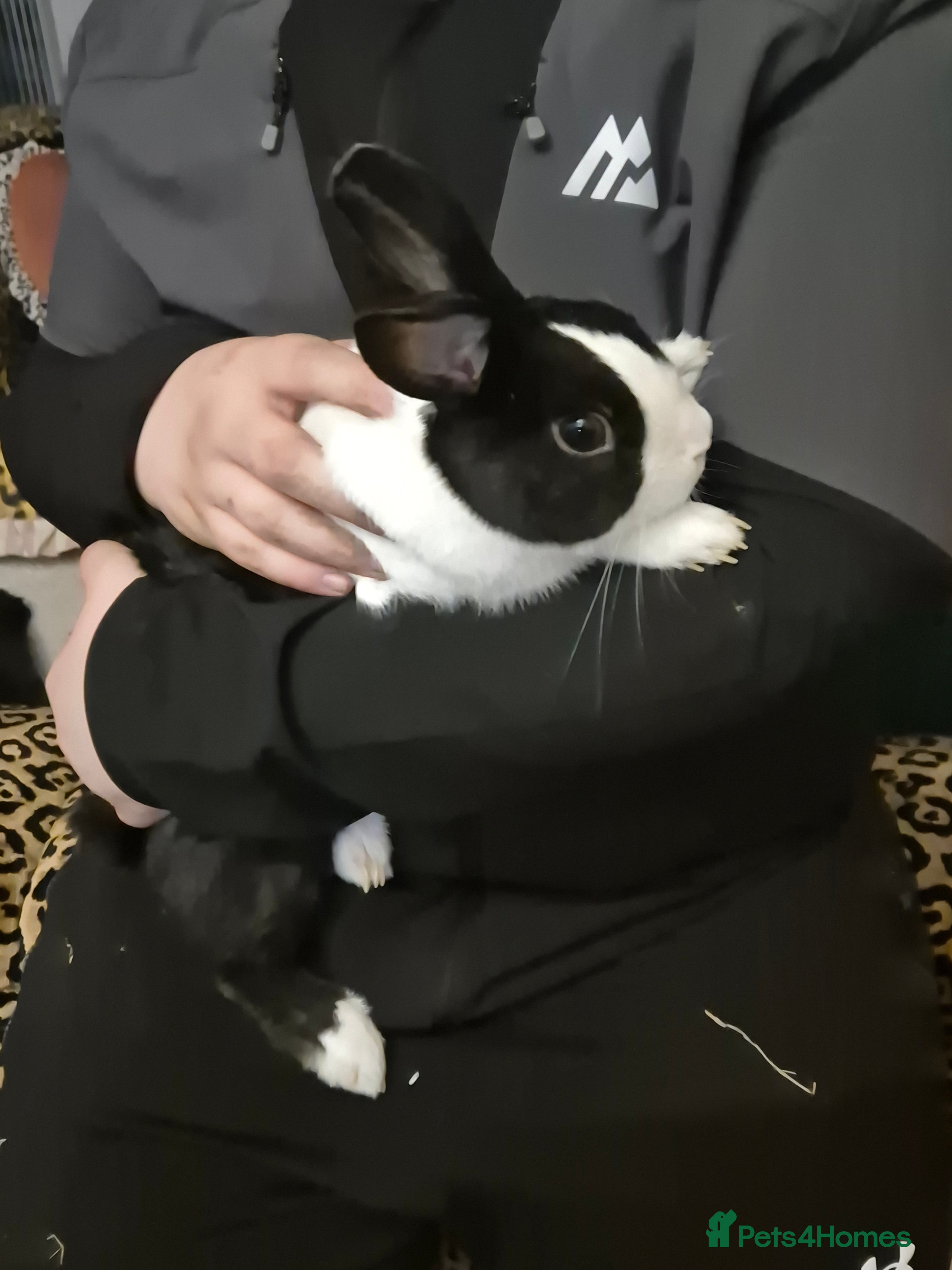 Dutch rabbits Male rabbit - Advert 3