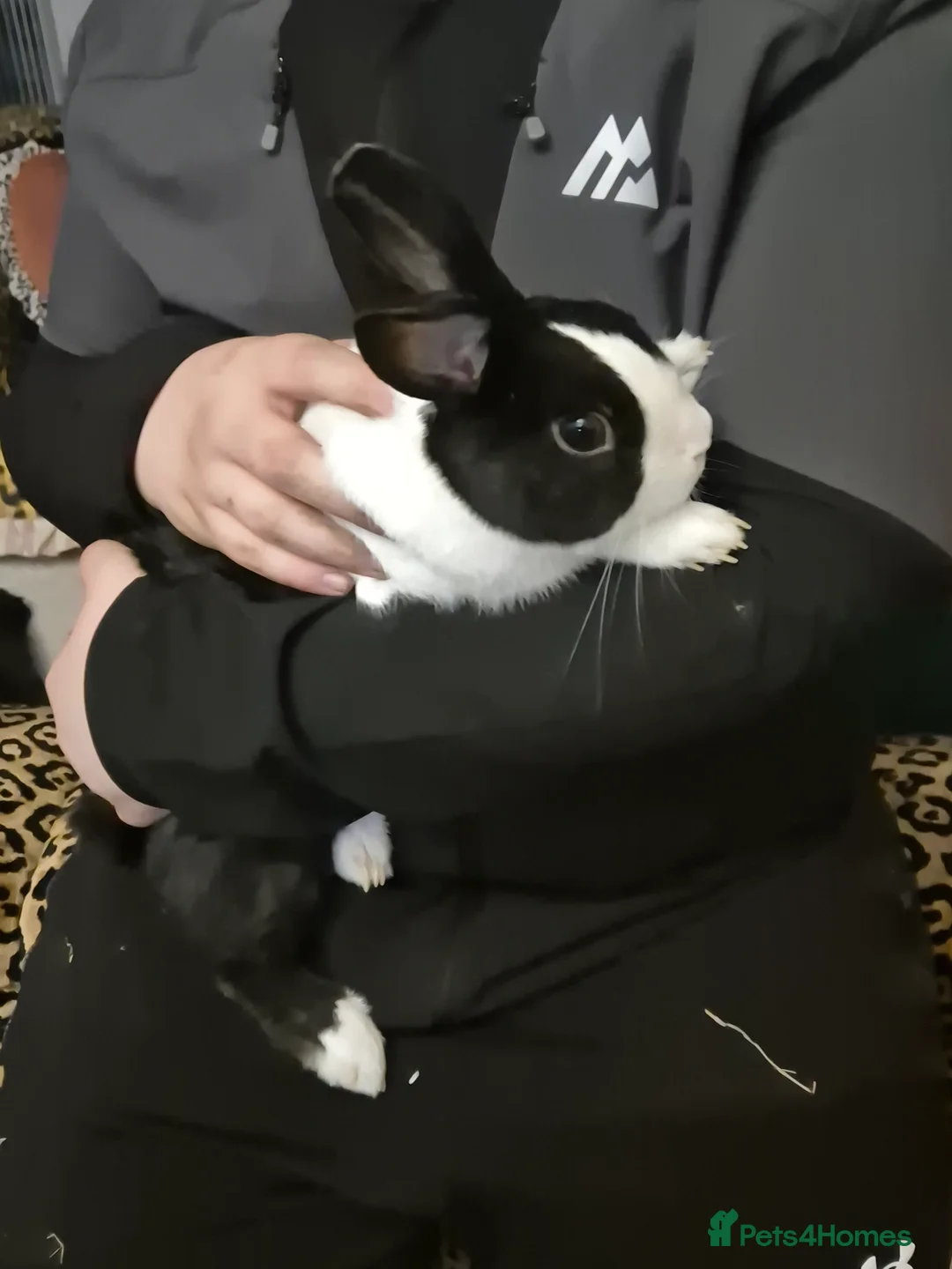 Dutch rabbits for sale: Male rabbit in Choppington - Advert 1