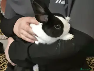 Dutch rabbits Male rabbit - Advert 3