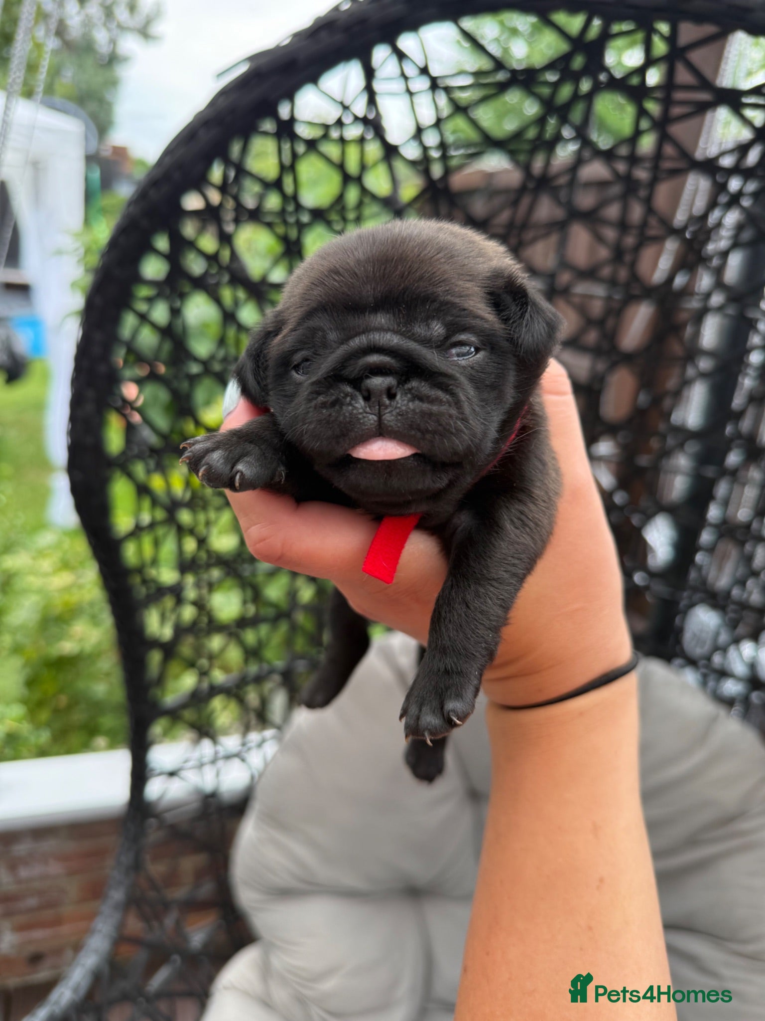 Pug dogs Pug Puppies ❤️🩵🩷💙💚💛 - Advert 2