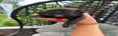 Pug 4