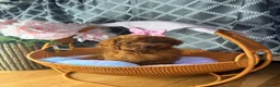 Toy Poodle dogs for sale: Asian Teddy poodle Girl very tiny - Advert 20